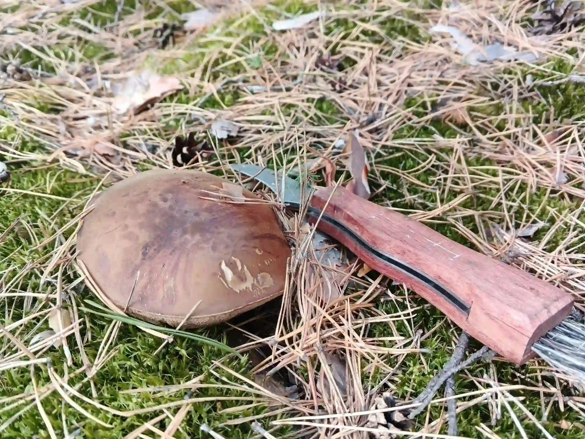 hryb romenskyi rayon Гриб на поляні Сумщини