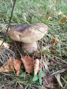 Гриб у лісі під Сумами