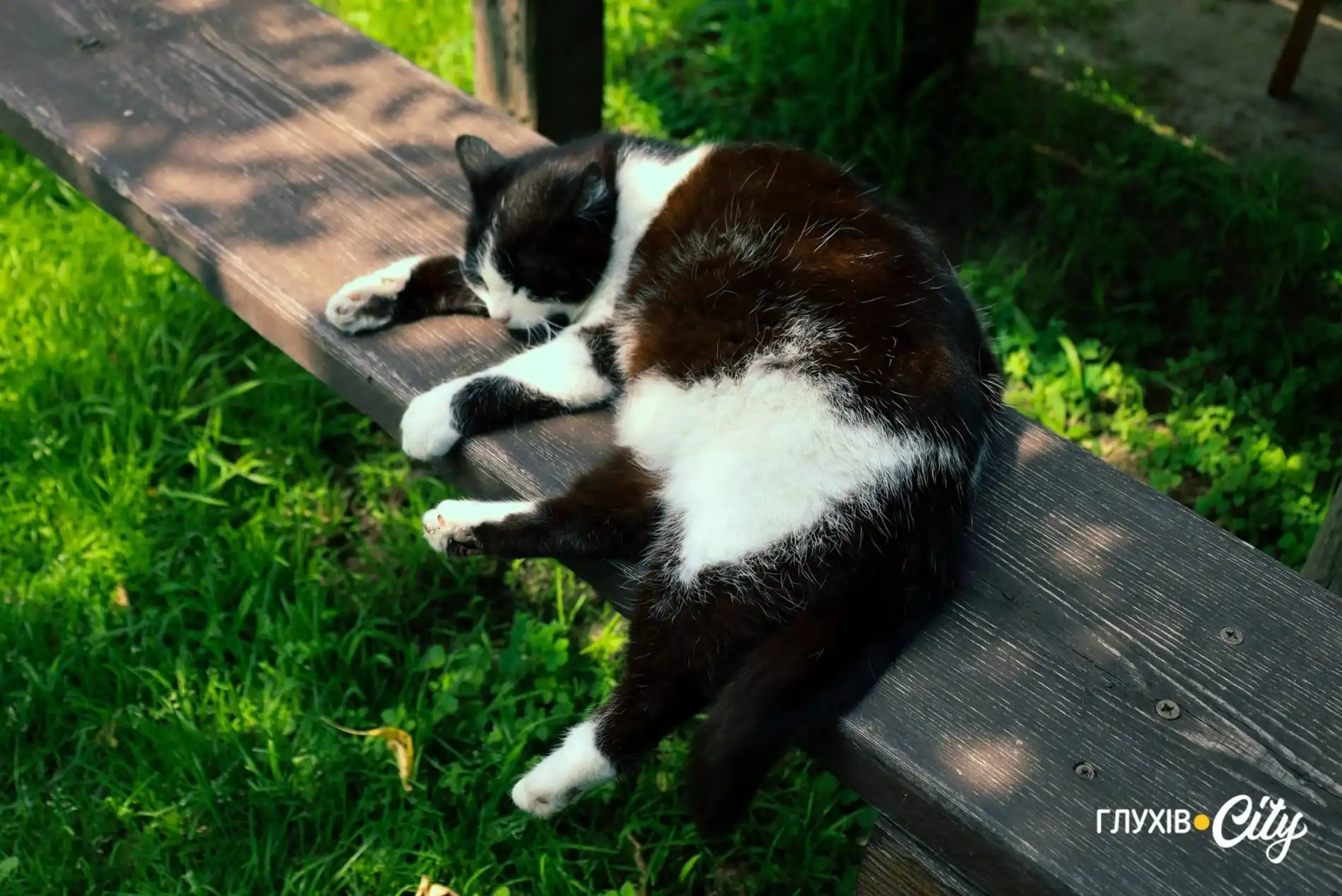кішка у майстерні Юрія