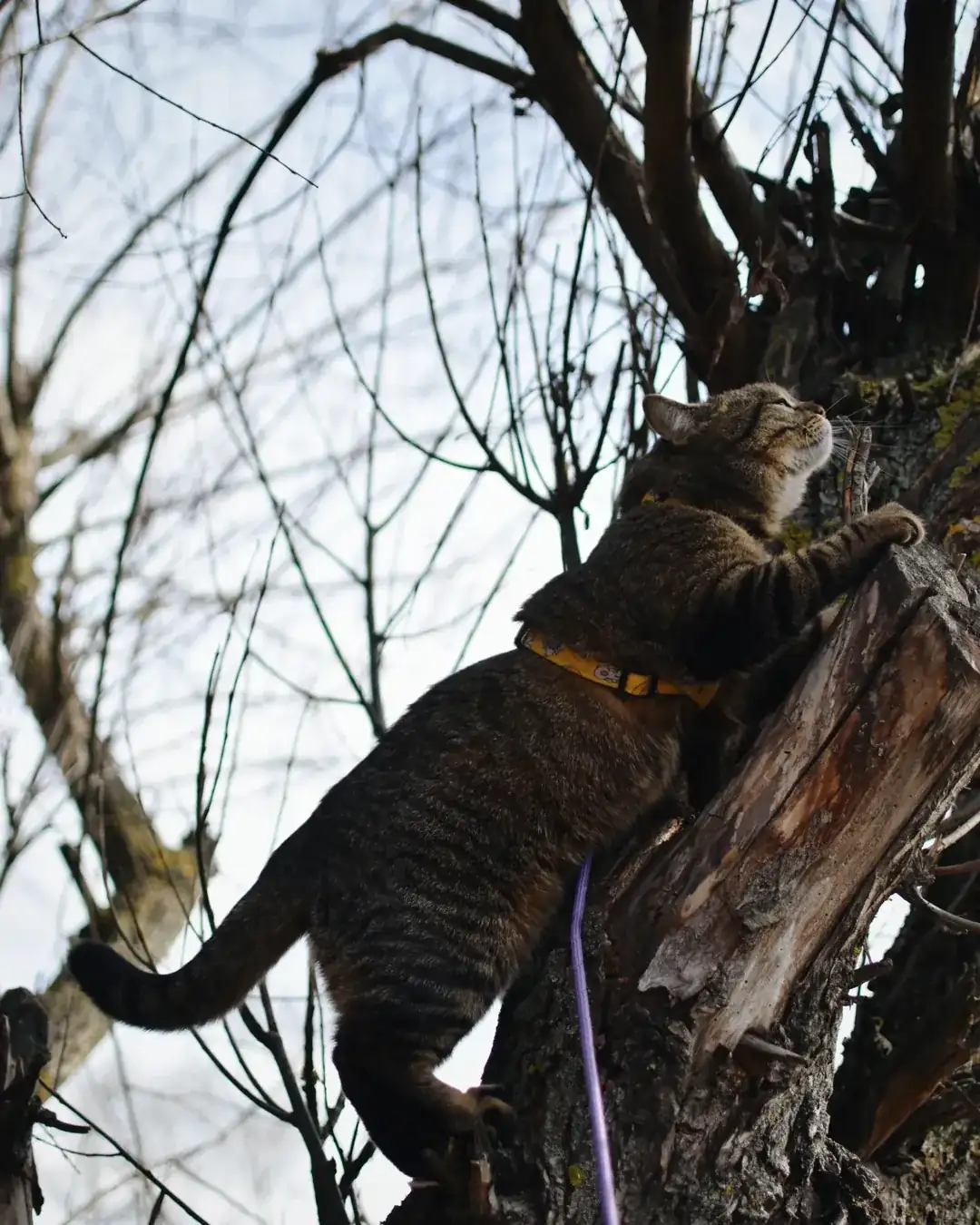 Кіт-блогер Морган на дереві