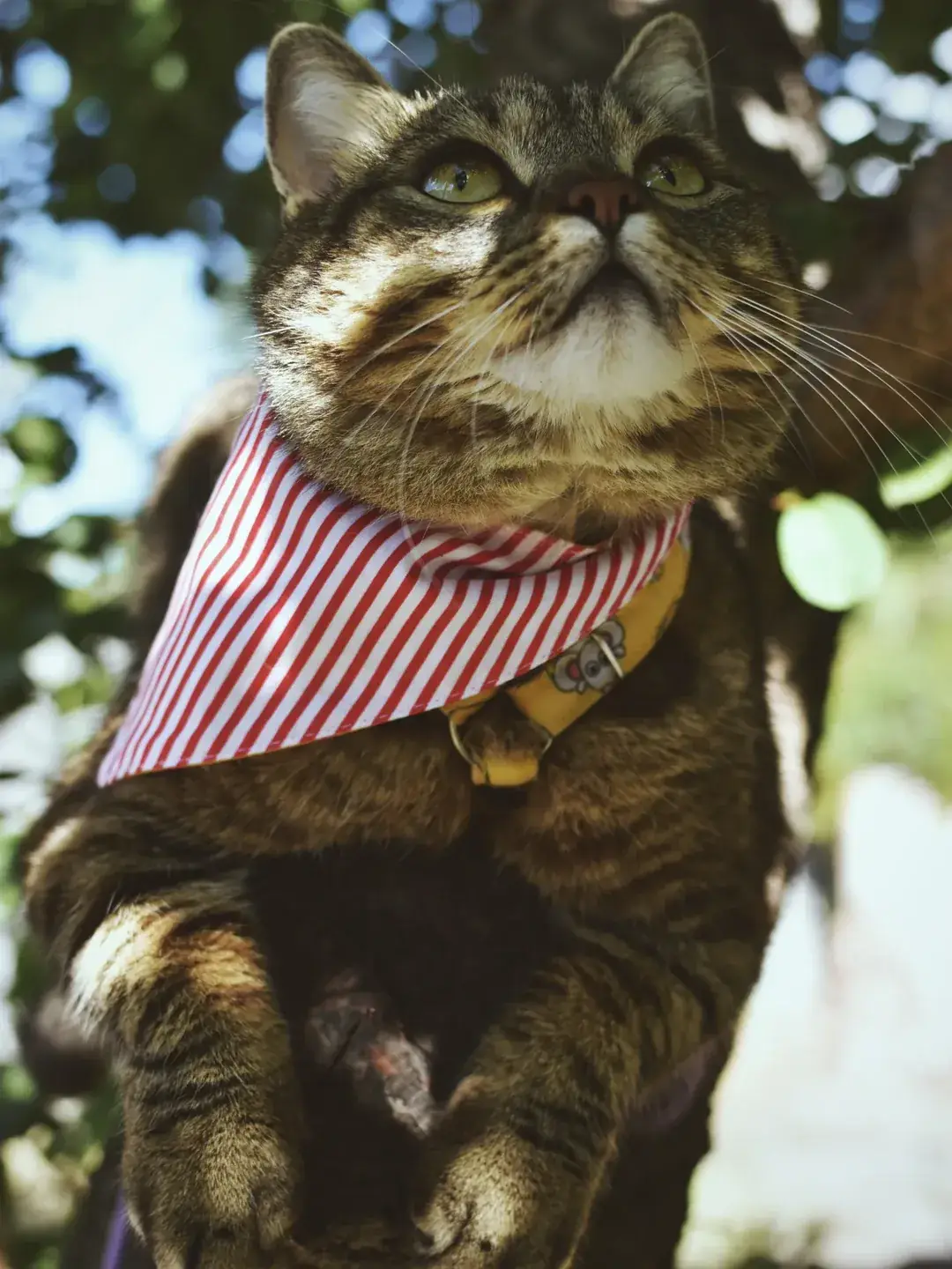 Кіт-блогер Морган у хустці