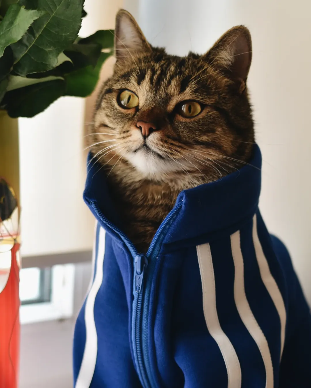 Кіт-блогер Морган у спортивному костюмі