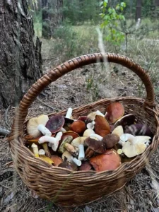 Кошик з грибами