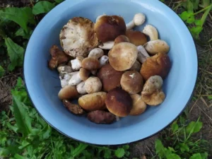 Гриби з Охтирщини