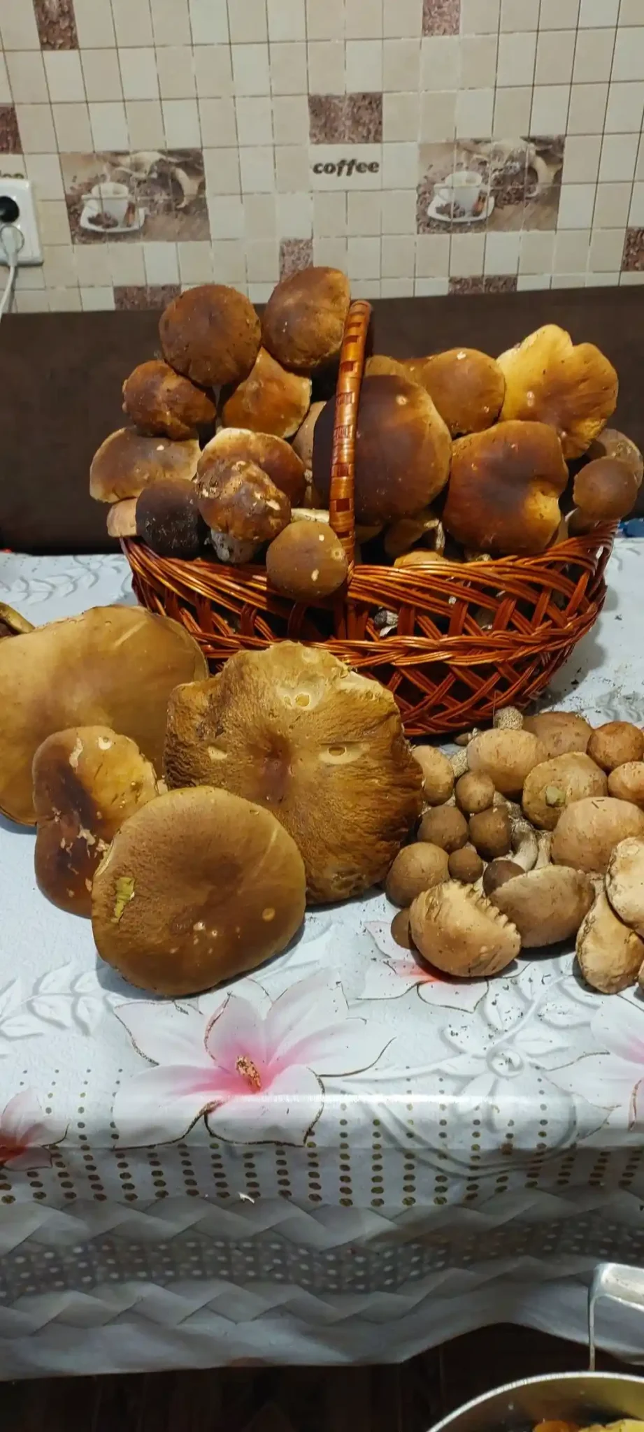 krolevets hryby veresen Гриби в Кролевеці у вересні