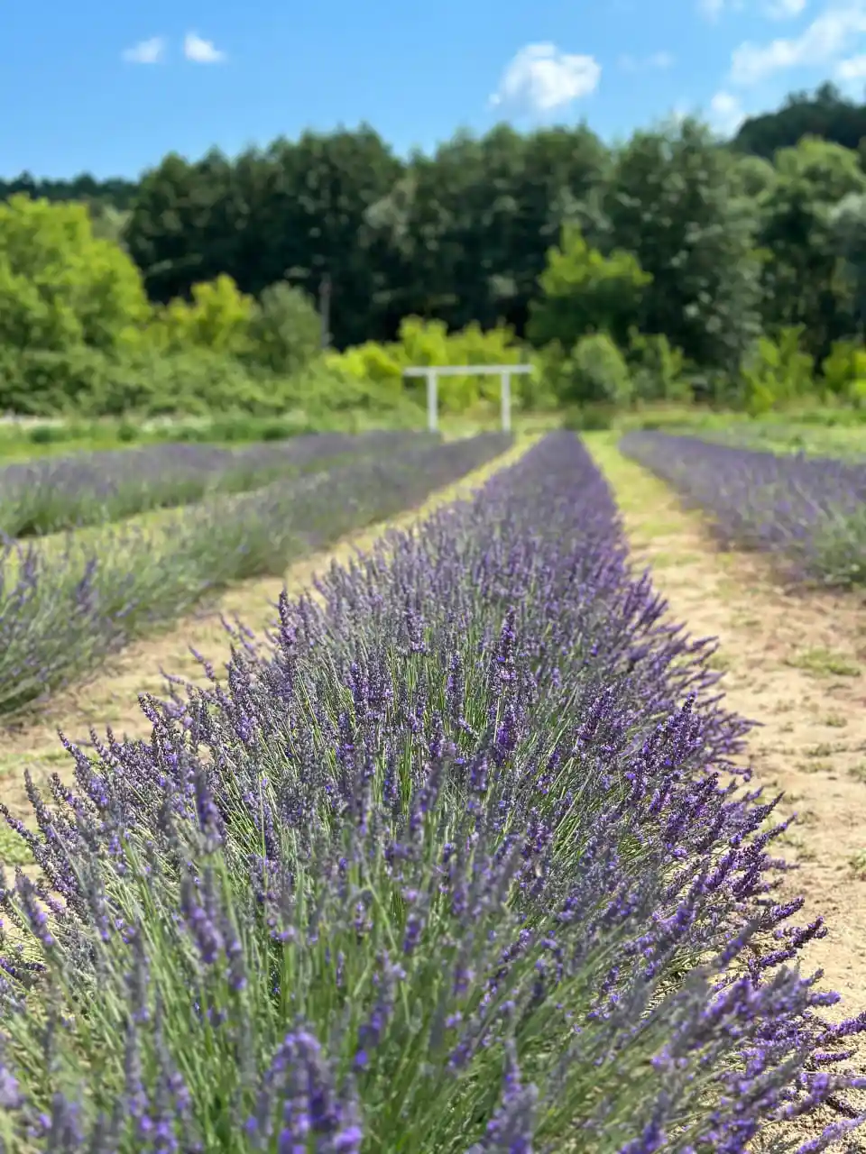 Лавандове поле в Бездрику