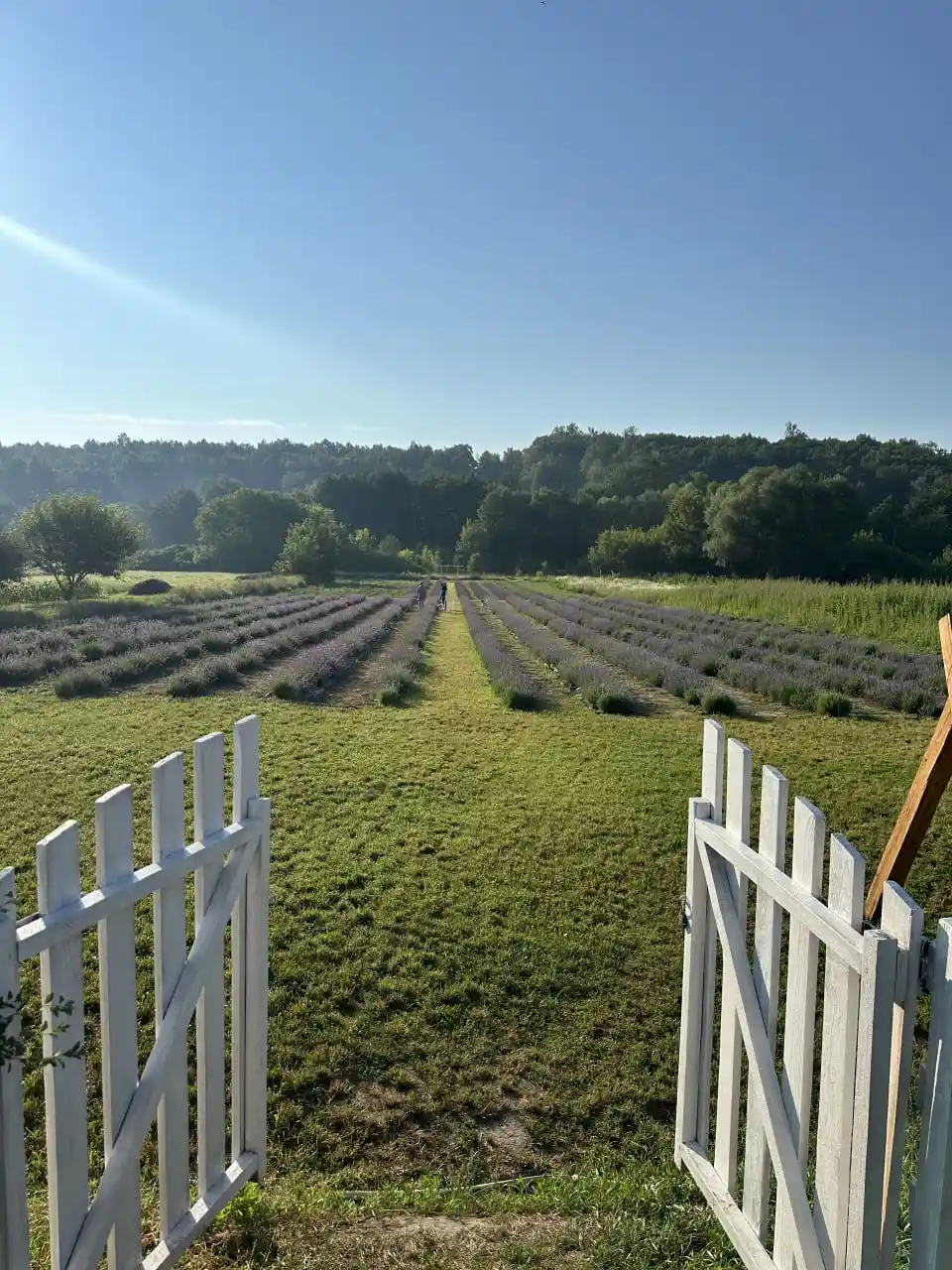 Поле із лавандою на Сумщині