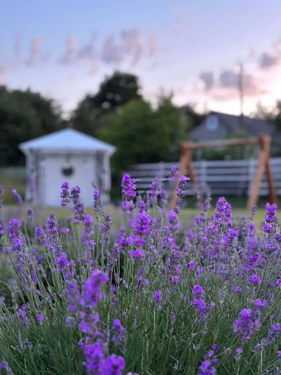 Лавандове поле в Бездрику на Сумщині