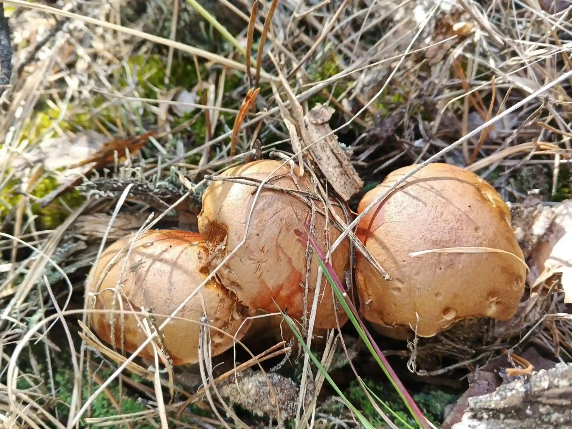lis hryby romenshchyna Гриби в Роменському районі