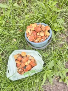 Маслюки в Лебедині