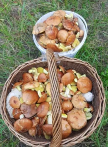 Кошики з маслюками