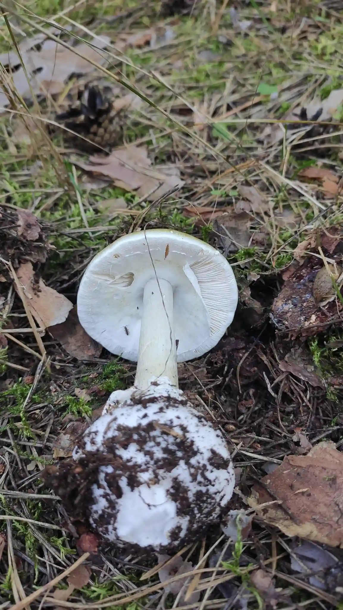 otruyniy hryb otruyniy hryb