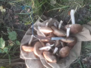 Підберезовики на Сумщині