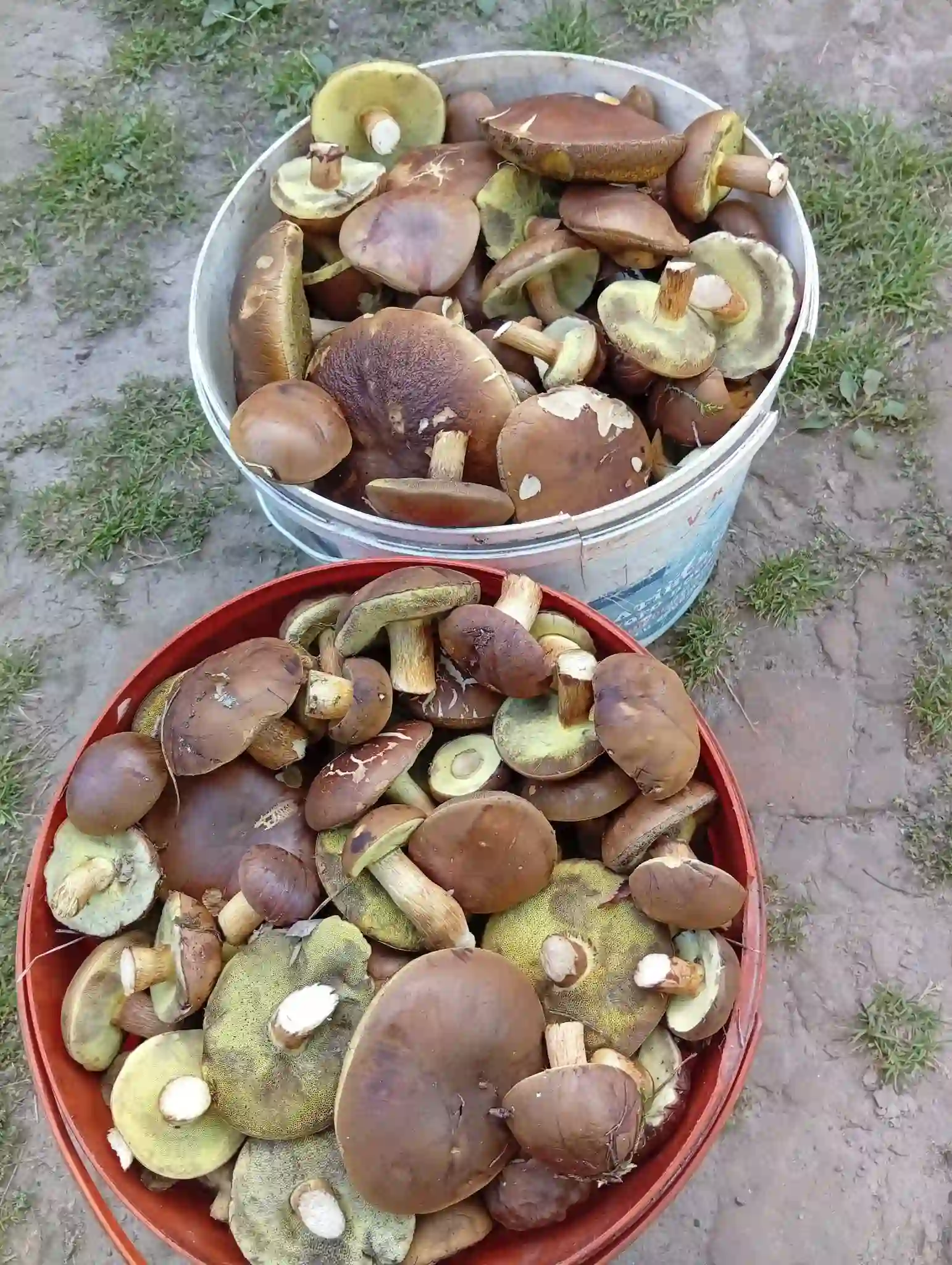 polski hryby yampil veresen Польські гриби на Сумщині у вересні