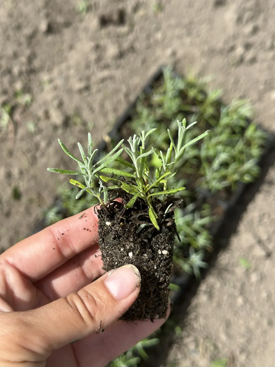 Сумська підприємиця продає саджанці лаванди