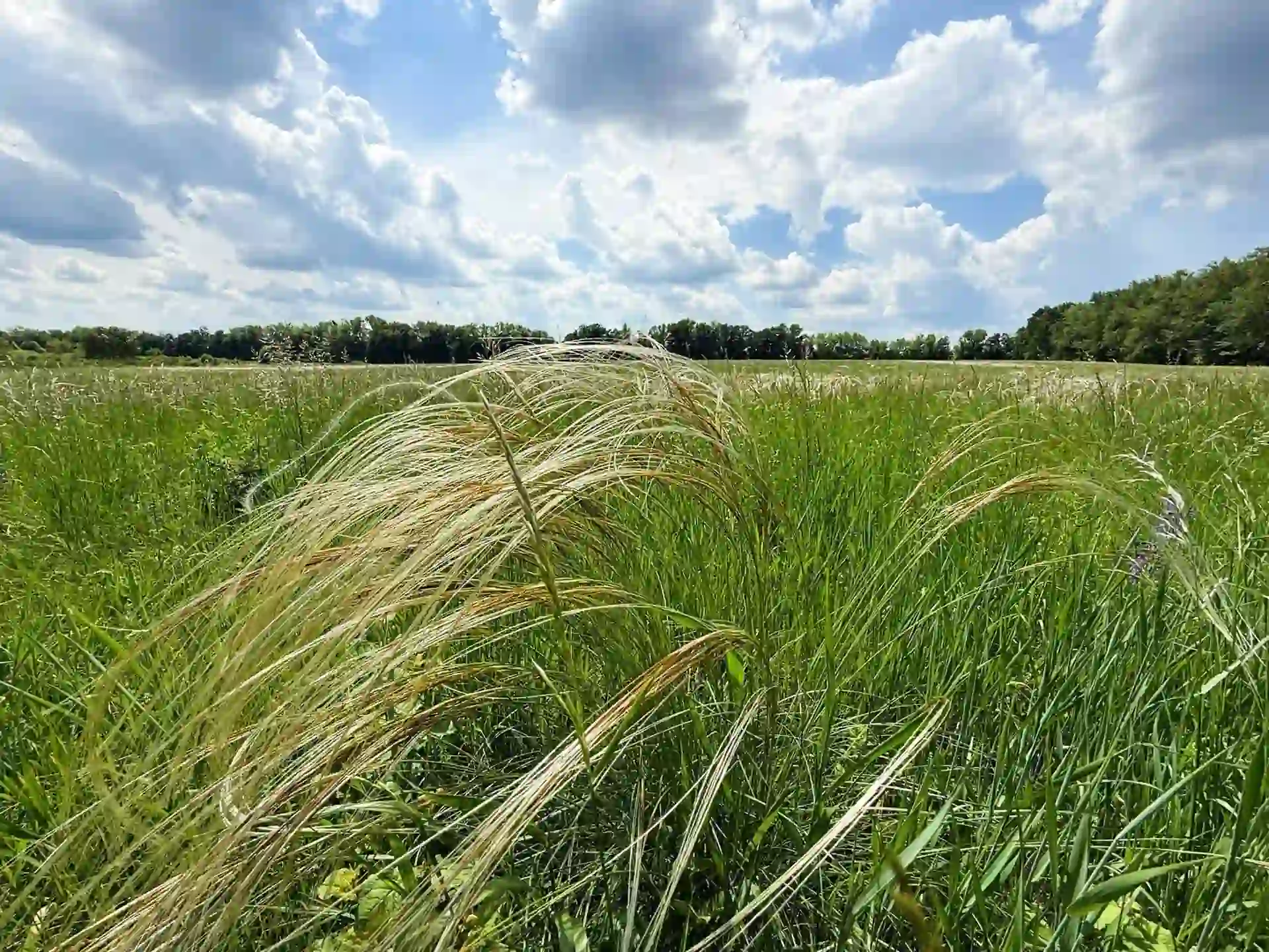 Трава в заповіднику Михайлівська цілина