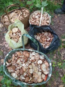 Кошики з грибами, зібраними в лісах Ямпільщини