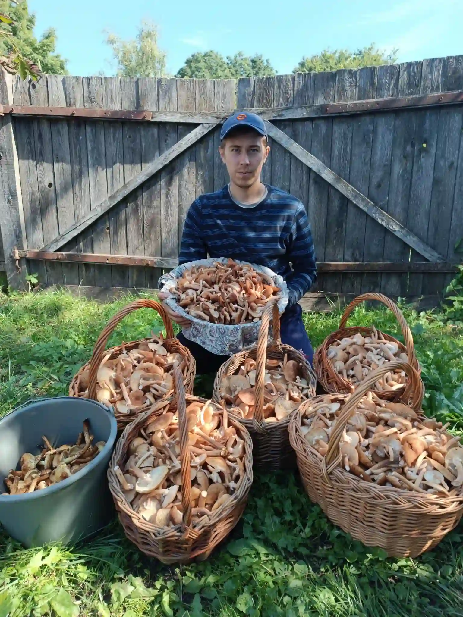 velykyy zbir openkiv Великий врожай опеньків