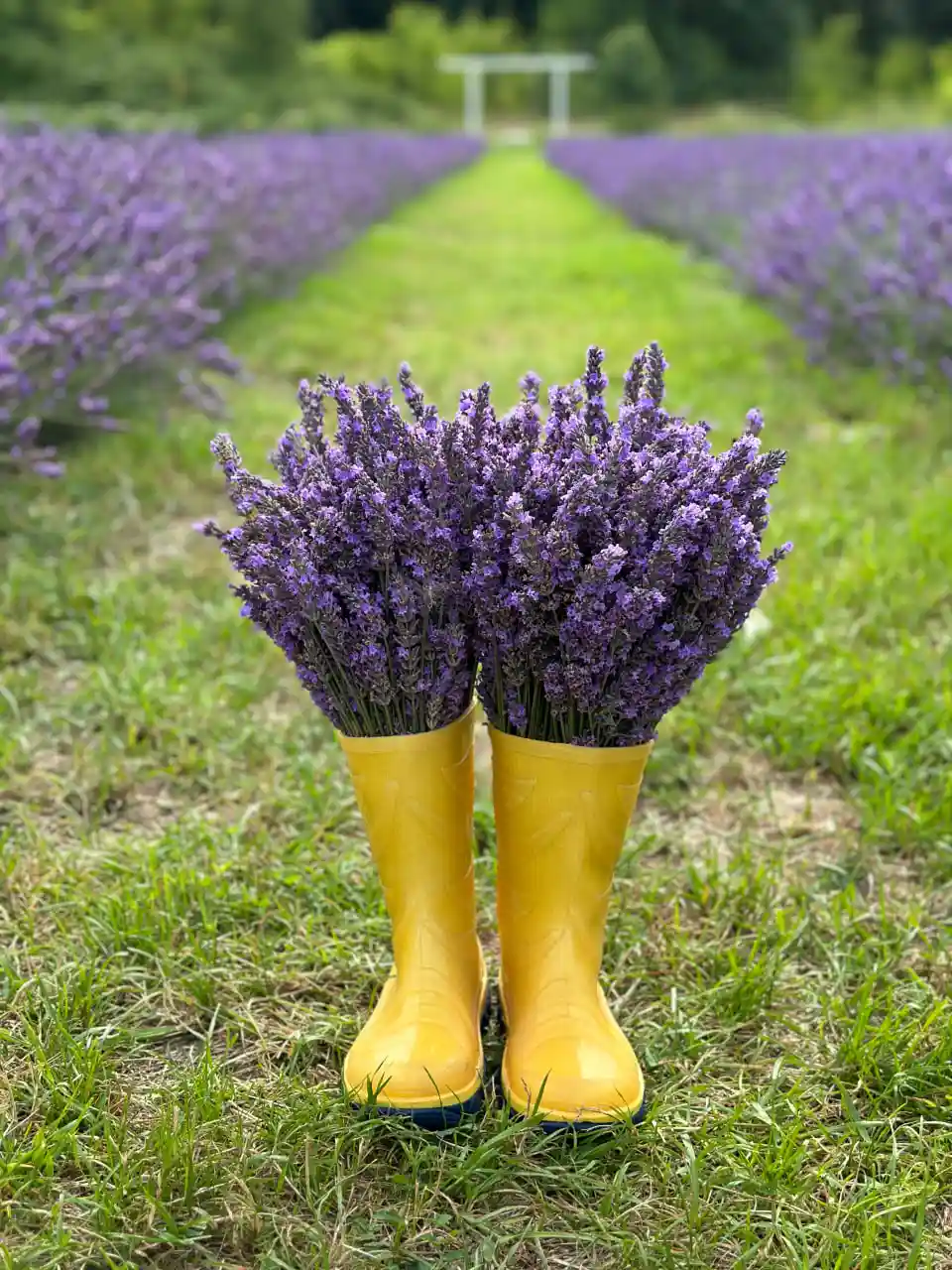 Букети із лаванди від сумської підприємиці