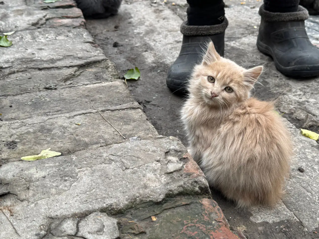 Kit Kapitanivky кіт з села Капітанівка Конотопського району