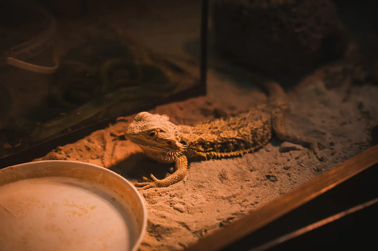 agama Агама Бородата в ЦЕНТУМ СМР