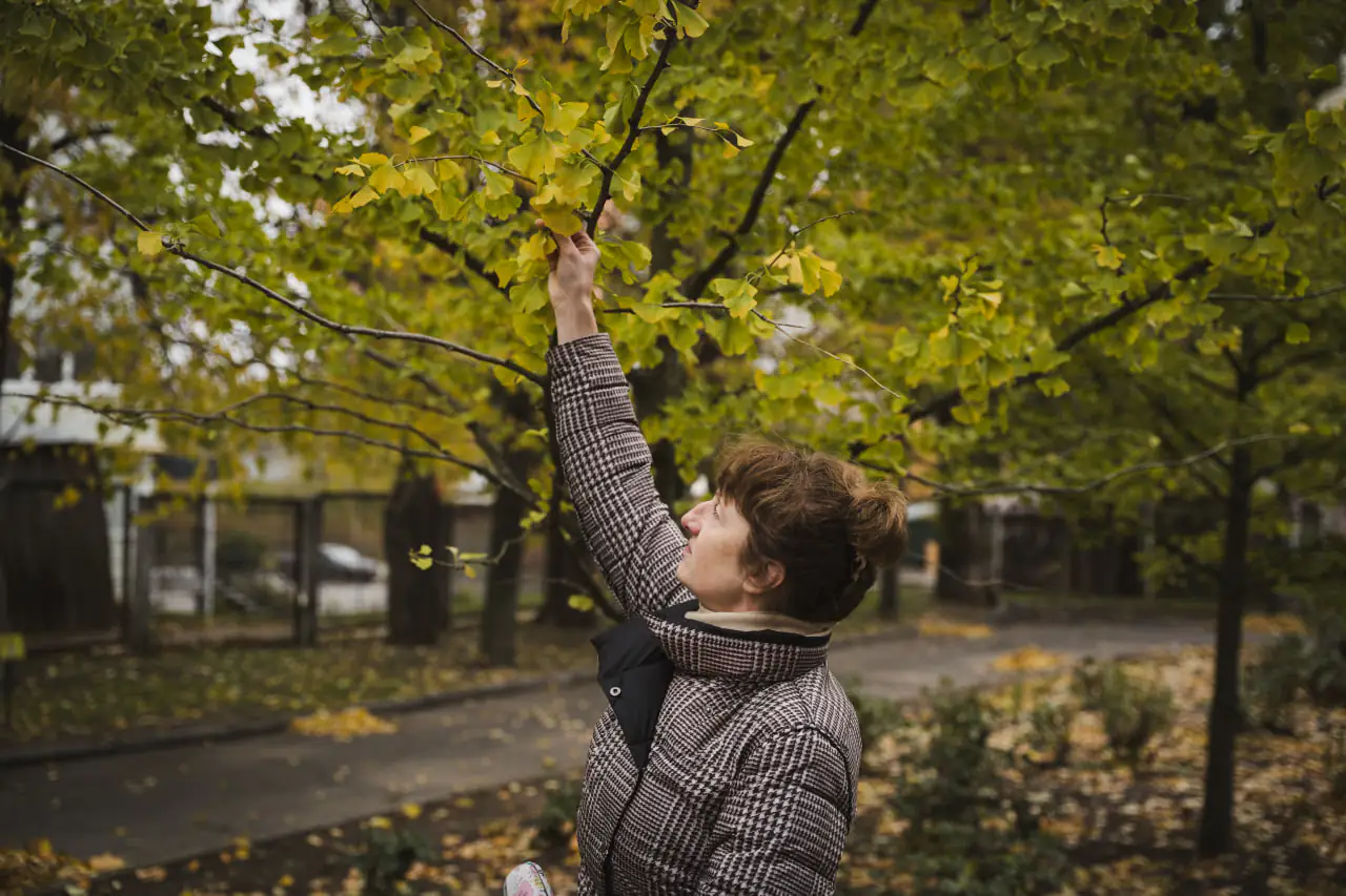 derevo dinozavriv Дерева Динозаврів