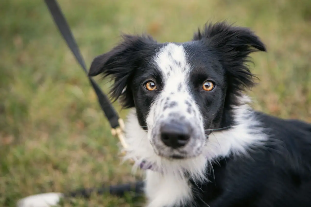 песик біля СНАУ