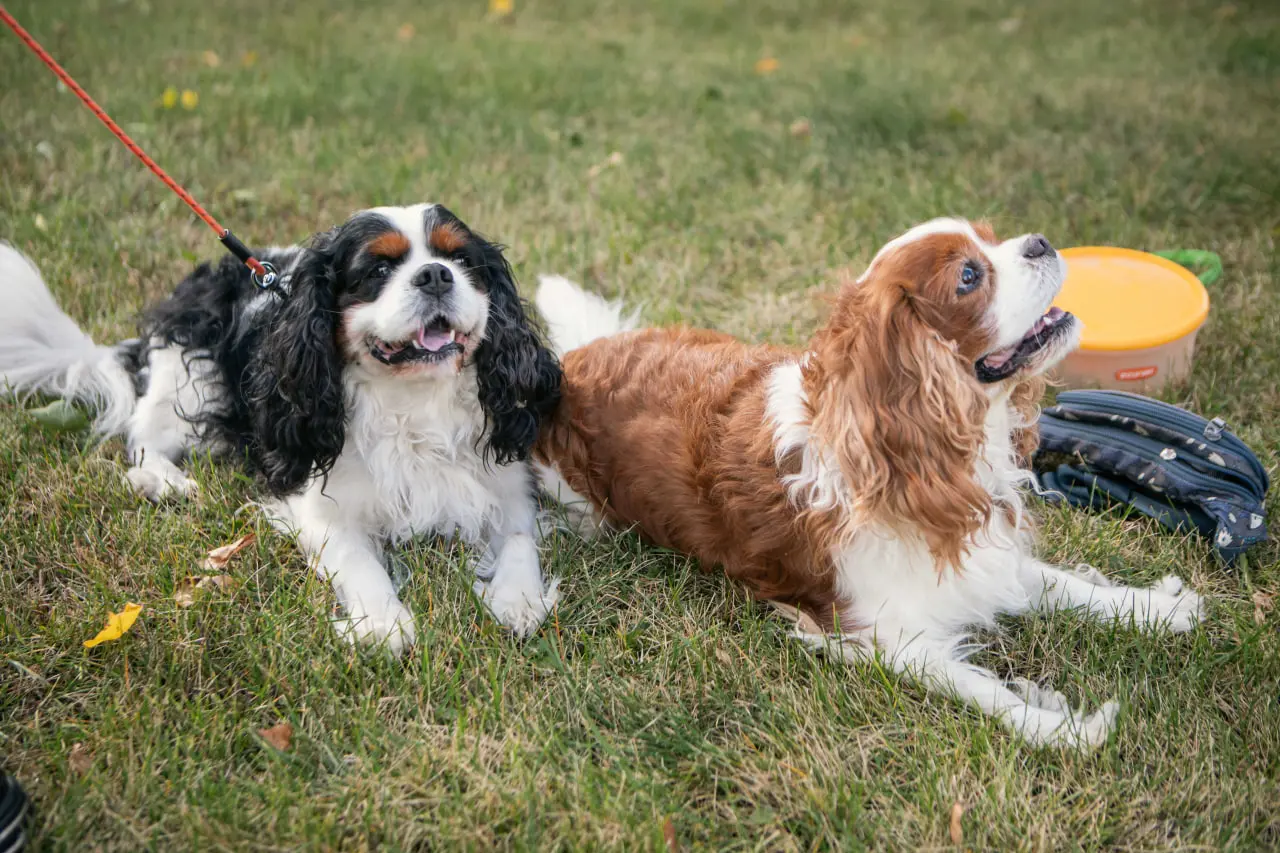 дві собачки на тренувальному майданчику біля СНАУ