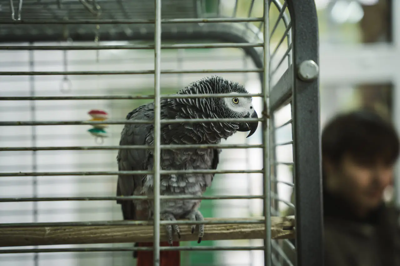 glasha Папуга Глаша