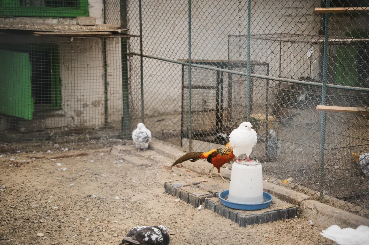 golubi голубі в ЦЕНТУМ СМР