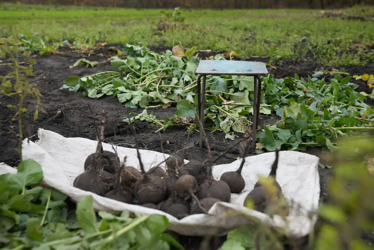 gorod volodymira буряки які зібрав Володимир Шпилька зі свого городу на Сумщині