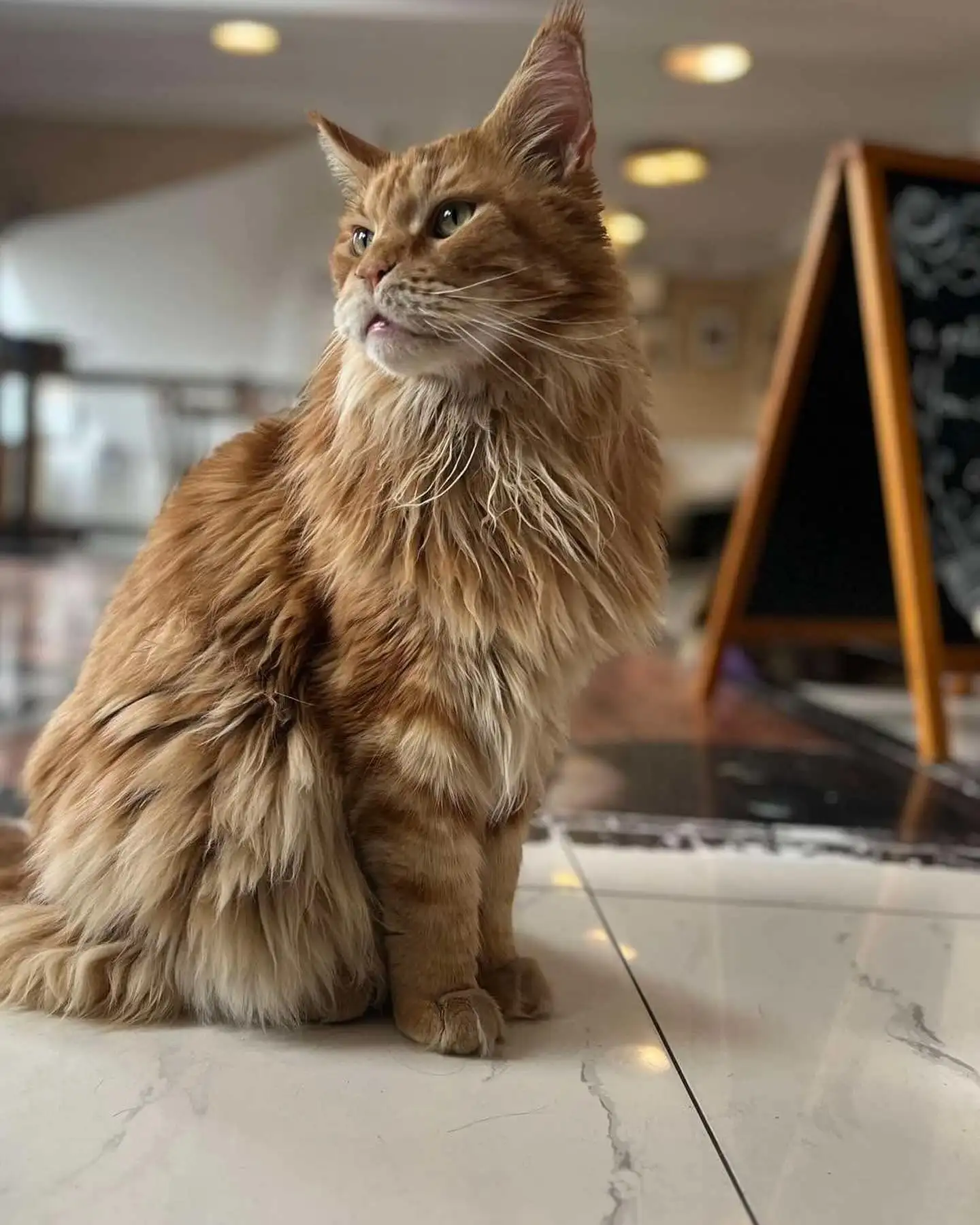 Котяче кафе в Будапешті