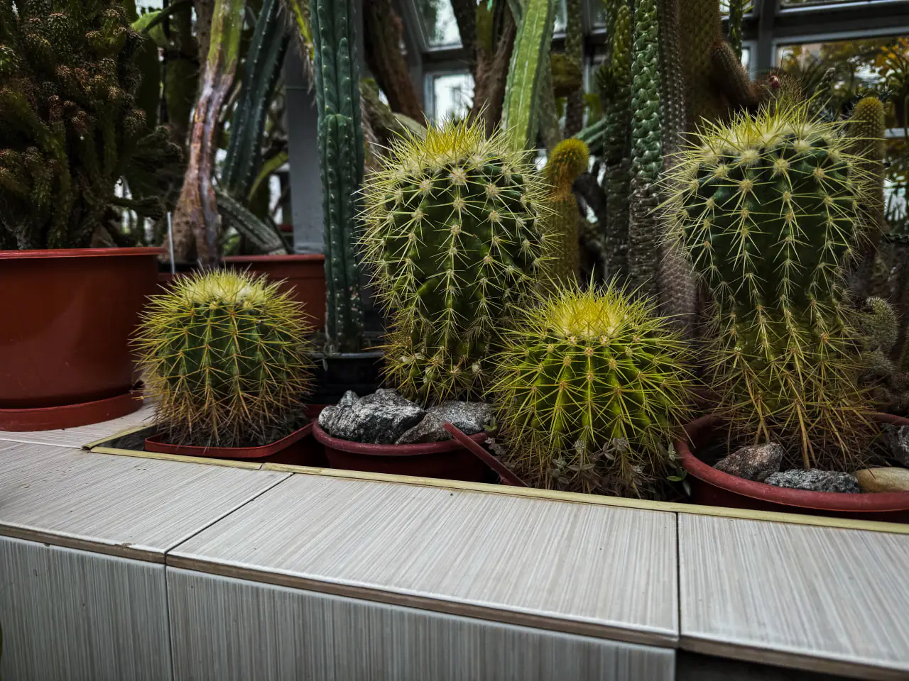 kaktusi кактуси в ЦЕНТУМ СМР