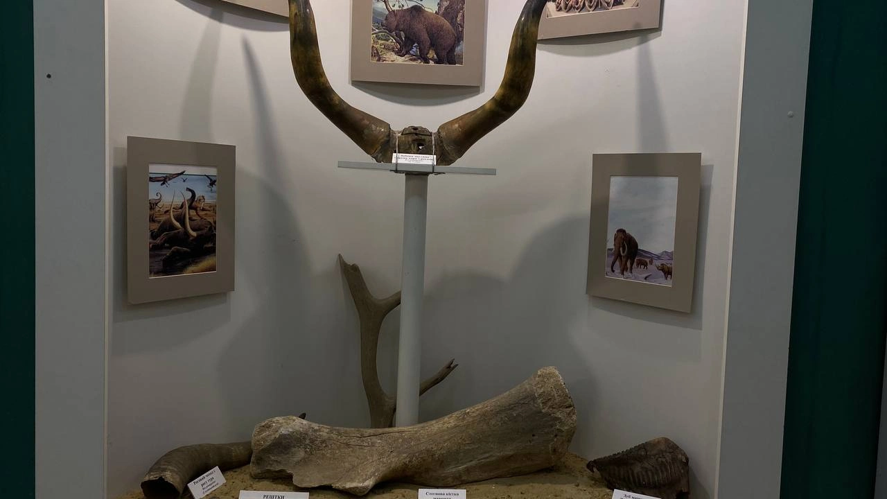 kistky tvaryn kistky tvaryn