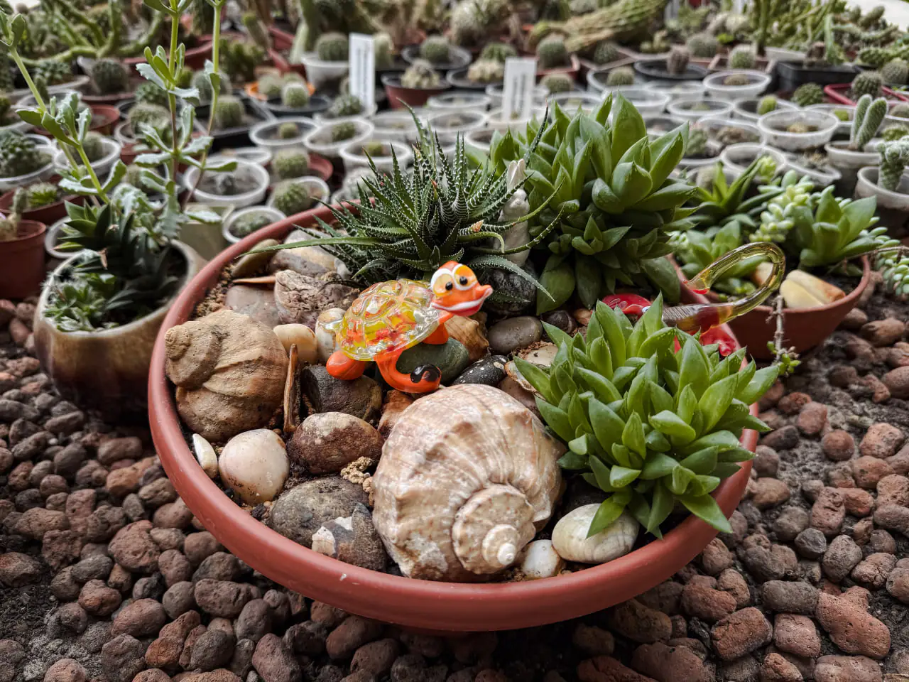 kompozicia Рослинні композиції в ЦЕНТУМ СМР