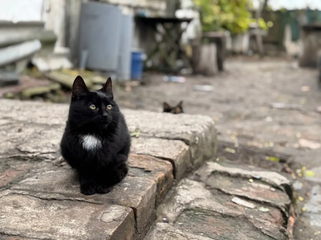 kotyk u seli Котик у Селі Капітанівка