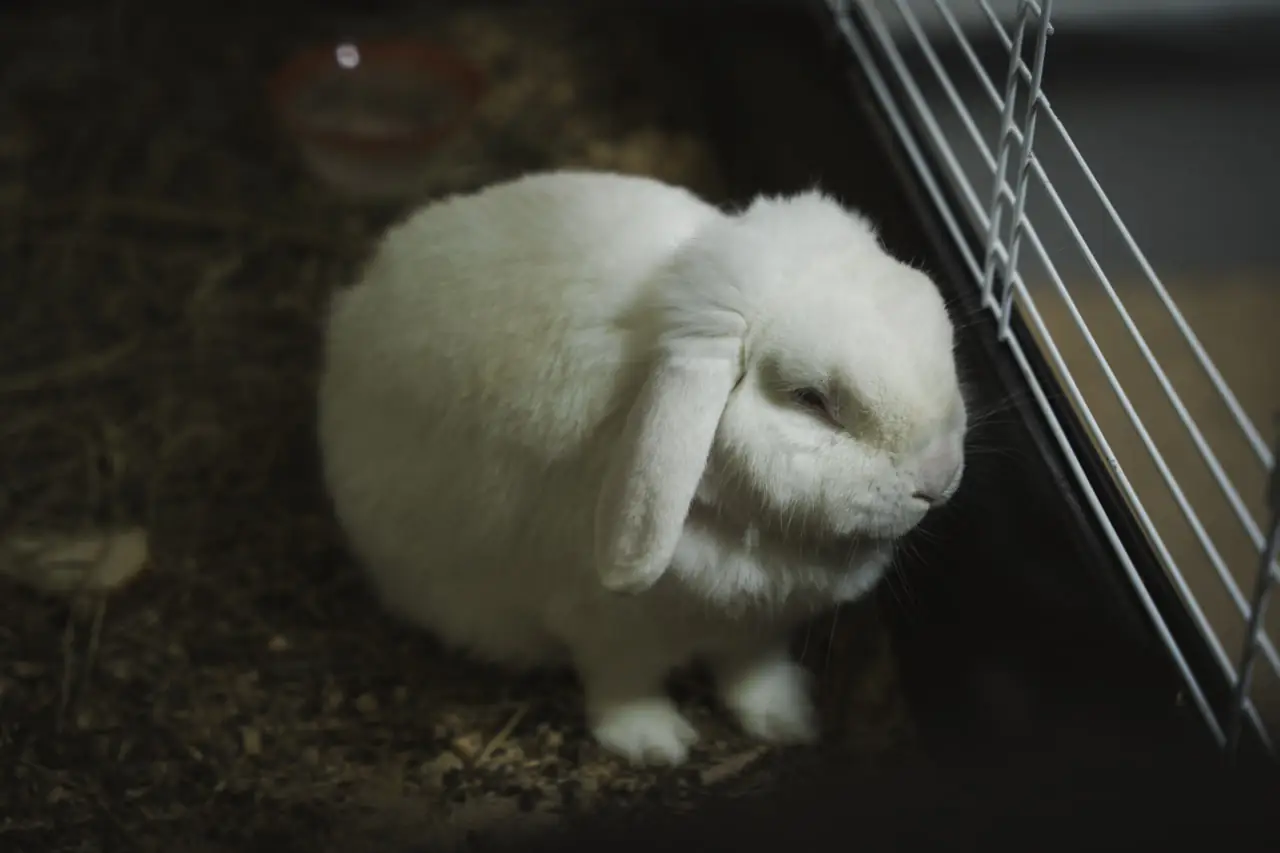 krolik кролик в ЦЕНТУМ СМР