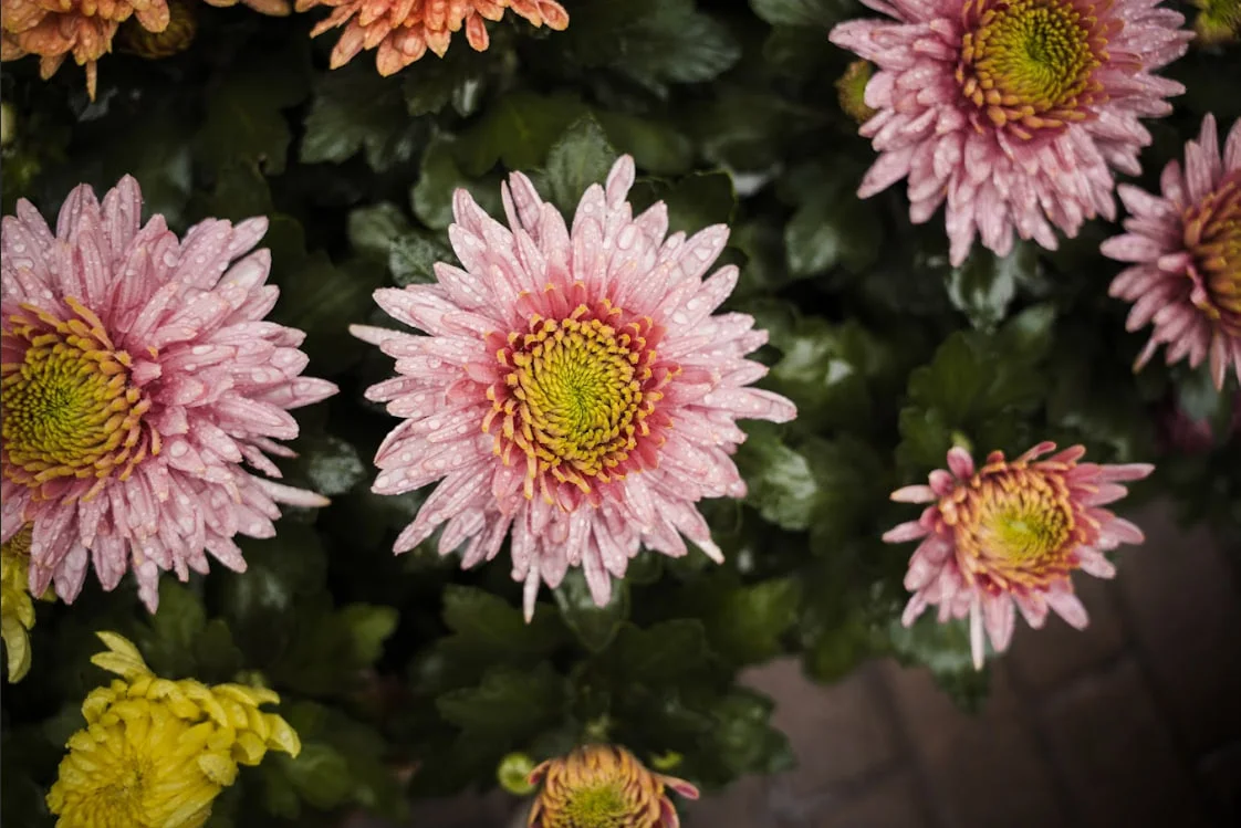 Квіти, які Тетяна власноруч вирощує в Лебедині.