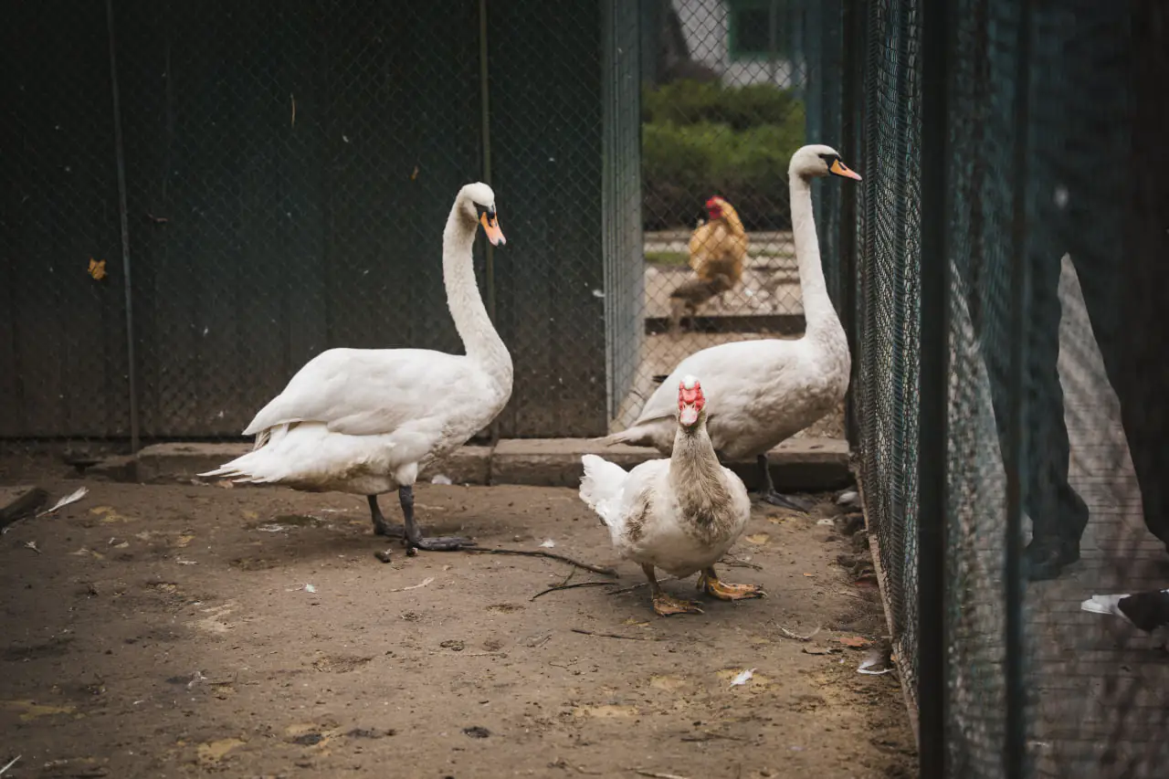 lebedi Лебеді з ЦЕНТУМ СМР