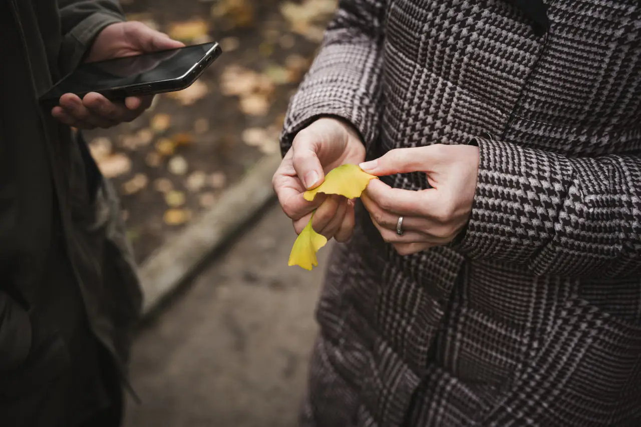 lystok gynkgo Листки дерева часів динозаврів