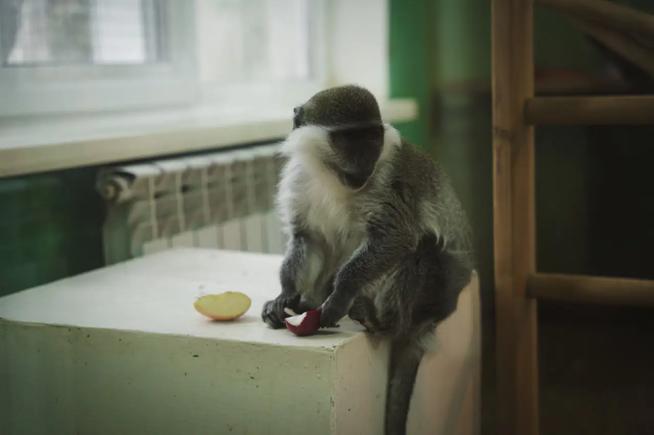 mashenka Машенька їсть яблуко в ЦЕНТУМ СМР