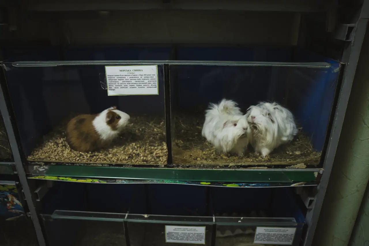 morsky svynky Морські Свинки в ЦЕНТУМ СМР