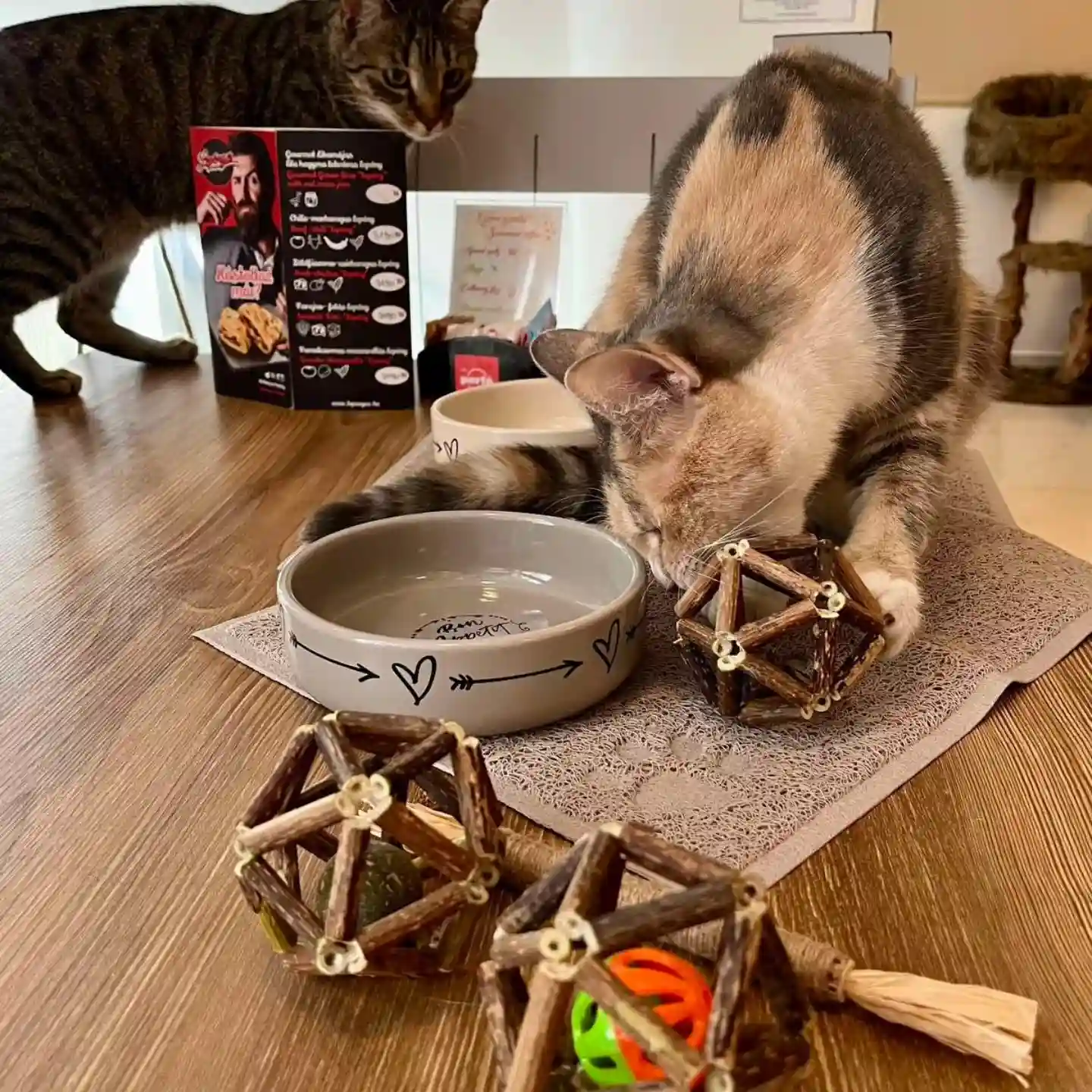 Котик грається у котячому кафе