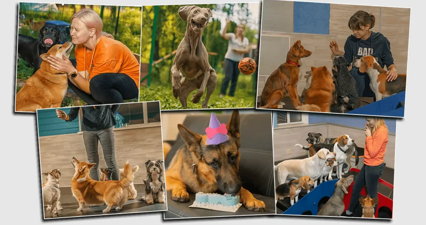 Український готель, де можна залишити песиків на перетримку