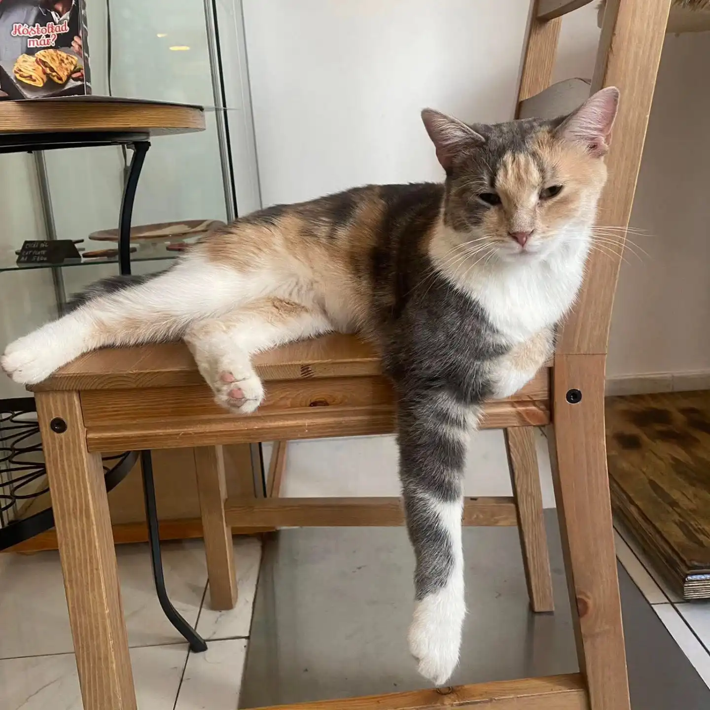 Мешканець котячого кафе