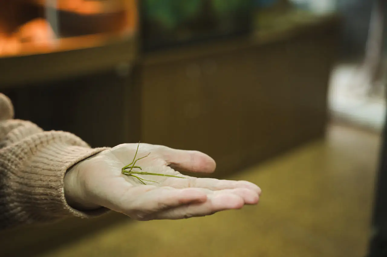 palichnik індійський паличник в ЦЕНТУМ СМР