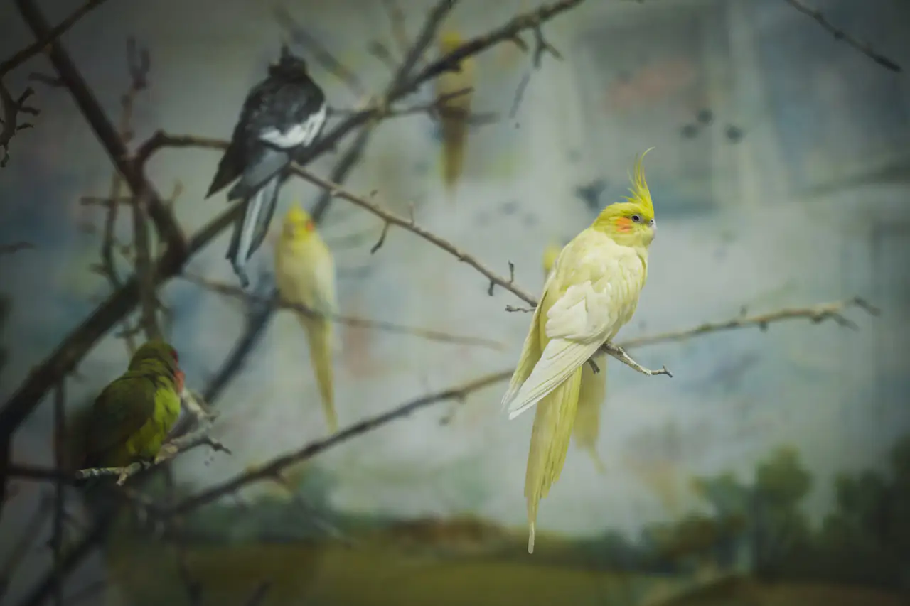 papugi папуги в Центум СМР