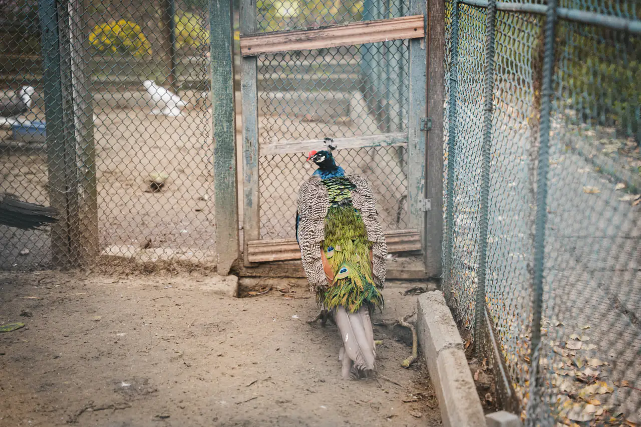 pavich Павич з ЦЕНТУМ СМР