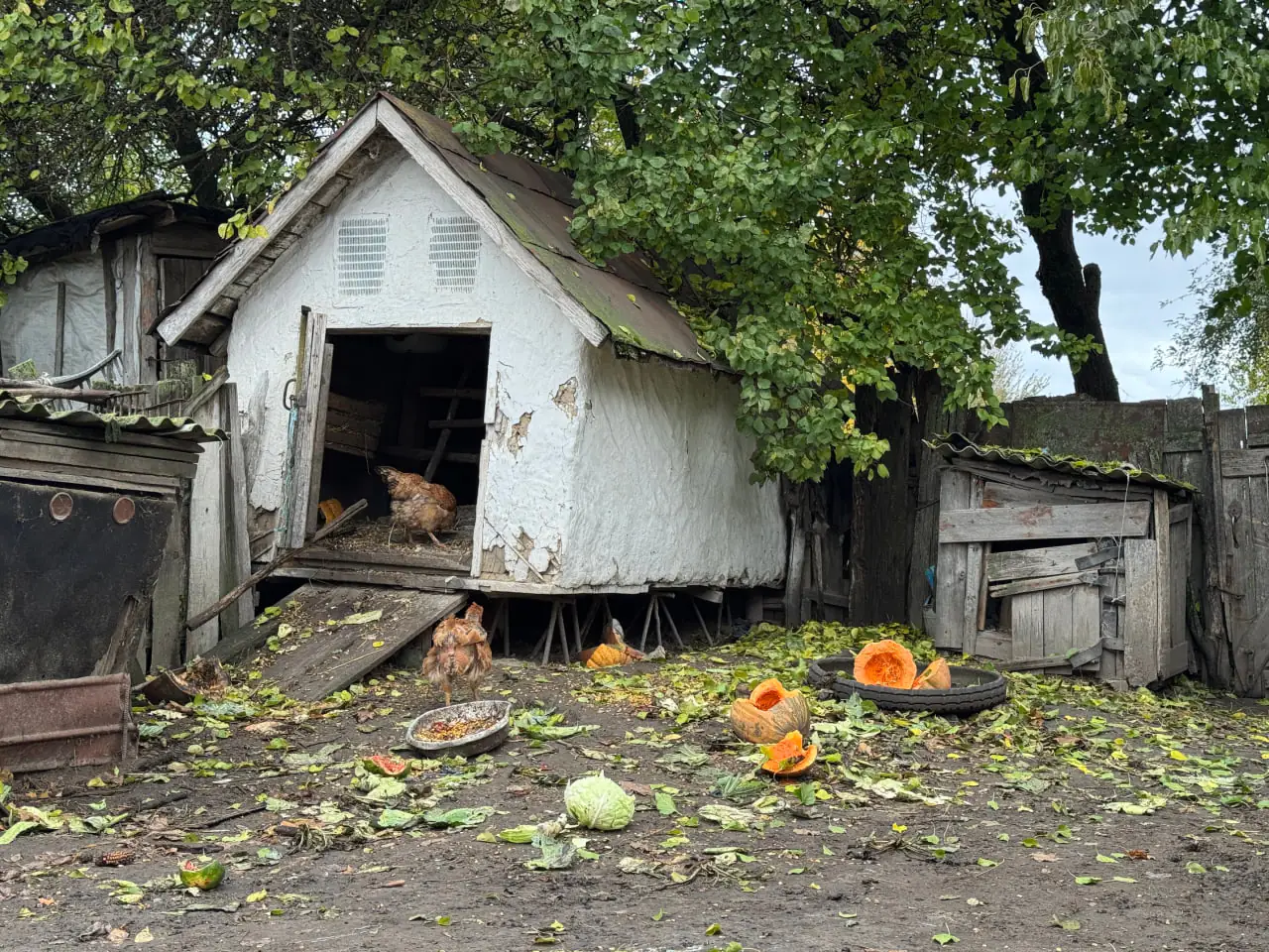 podvirya valentyni Подвір'я Валентини з Капітанівки