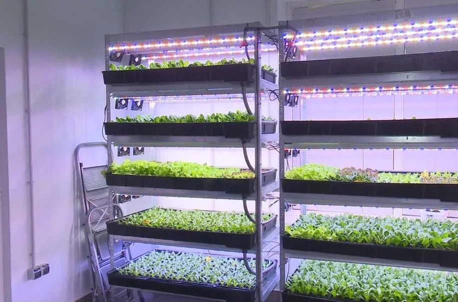 Науковці вирощують зелень у вертикальних фермах